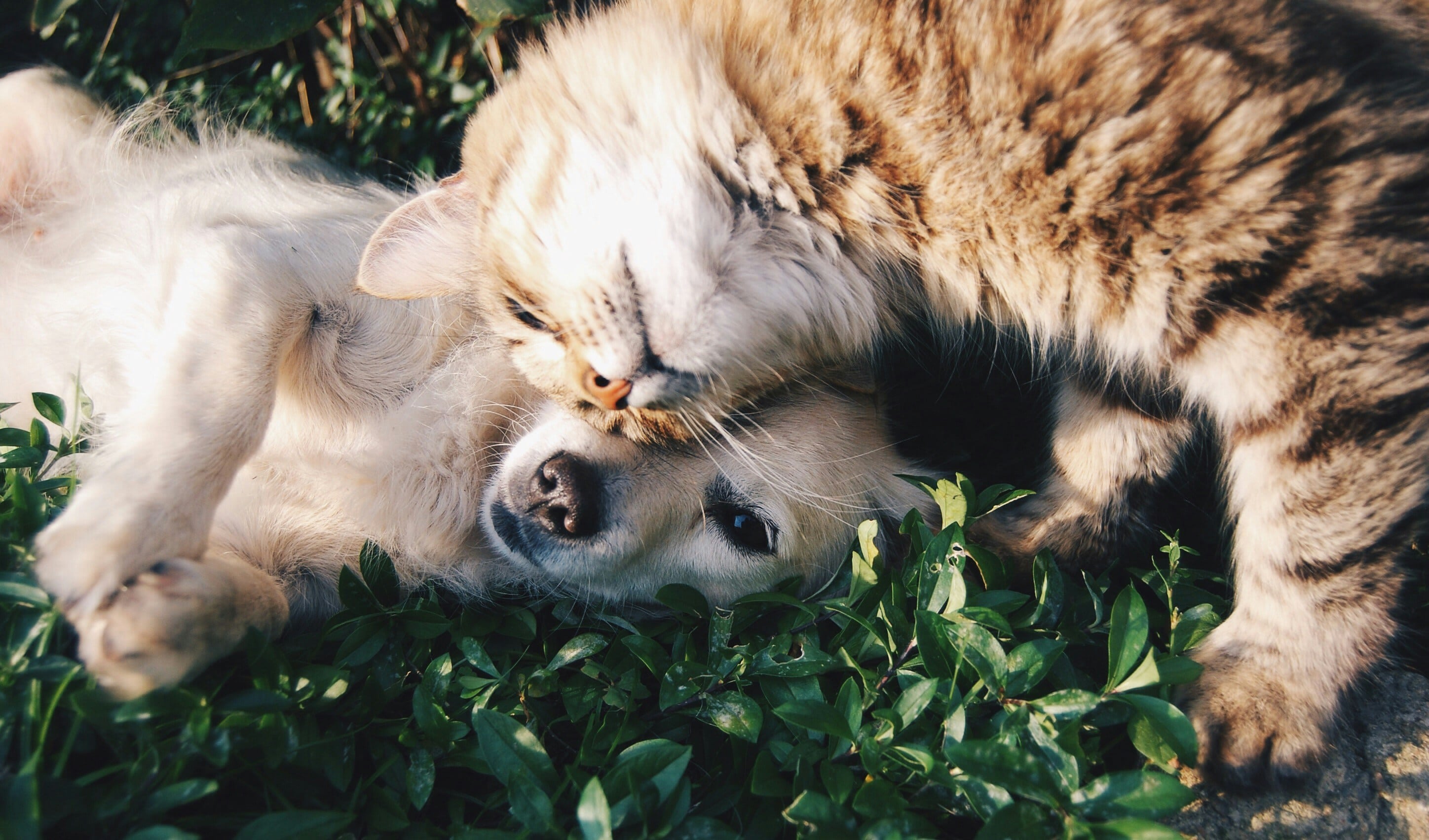 Pet professional photography